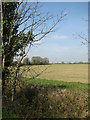 View across wheat field