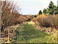 Coleorton Wood