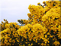 Whin bushes in bloom near Bangor