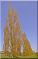TQ3095 : Avenue of Poplar Trees, Oakwood Park, London N14 by Christine Matthews