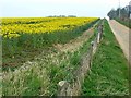 Footpath to Sallywood Farm, near Horsley