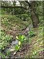 Yellow Skunk Cabbage growing in stream