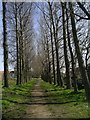 Avenue of Poplars