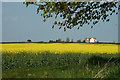 Oilseed Rape in bloom