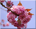 Blossom on Japanese Cherry, Prince George Avenue, London N14