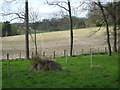 Big stump with field beyond the driveway