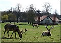 Deer in front of Park Farm, Woburn Abbey