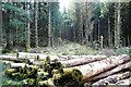 V5786 : Gleensk valley woodland by Graham Horn