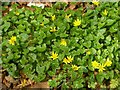 Lesser Celandine