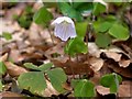 Wood-Sorrel