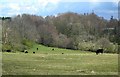 Farmland View