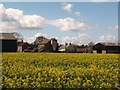 Rapeseed at Marton le Moor