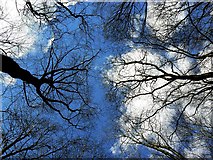 SU2567 : Beech trees, Cobham Frith by Brian Robert Marshall