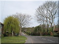 Pretty tree in New Road