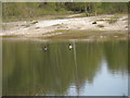 Geese resting on pool within Midhurst Common