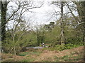 A cyclist (and passenger) pass the edge of Fitzhall Plantation