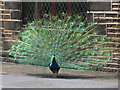 Peacock in front of the Church Inn Uppermill