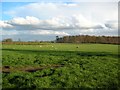 Sheep at Pasture Farm