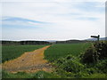 Footpath from Dumpford across to Goldrings Farm