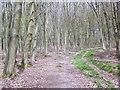 Footpath in Ridges Copse