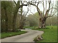 The road into Highfield Farm