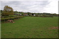 Sheep pasture near Bettws Newydd