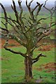SD3783 : Dead Tree, Field End by Mick Garratt