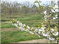 Apple Orchard, Coxheath