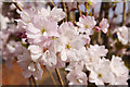 Blossom on new street tree in Grosvenor Gardens, London N14.