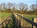 Fence & some trees