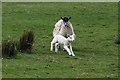 NY2319 : Ewe and Lamb at Birkrigg by Steve Partridge