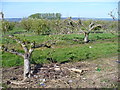 Orchard near Dean Street