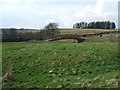 New footbridge, Cooper