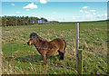 Shetland pony, High Hauxley