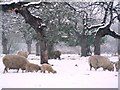 Sheep in Maceys Meadow