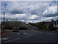 Trees Sandhurst Road Leicester