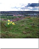 SE4104 : A lonely bunch of daffodils by Steve  Fareham
