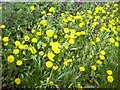 Dandelions in bloom