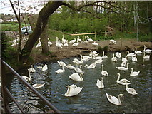 TL8642 : Swans at Brundon (3) by Oxyman