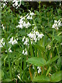 Flowers, St Mary