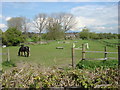 TL8641 : Horses next to Brundon Lane by Oxyman
