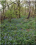 SE4006 : Storrs Mill Wood bluebells by Steve  Fareham