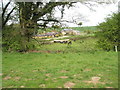 Cattle grazing at Haben Farm