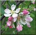 Apple Blossom Time