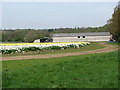 Daffodil field at Stody Estate Farm