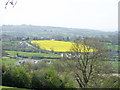 Yellow field