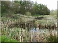 Pool beside the River Tern