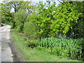 Pond next to the Benenden Road