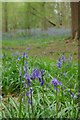 Bluebells in Wainbody Wood