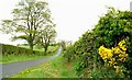 The Drumaghadone Road near Dromore